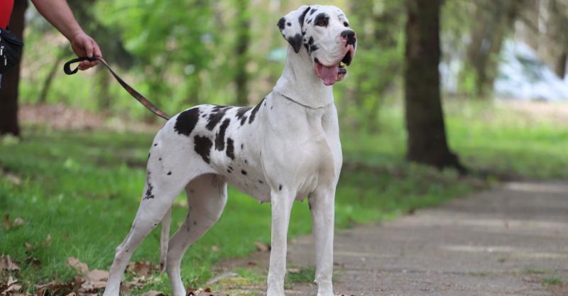 Melyik a helyes kifejezés: német dog vagy dán dog?