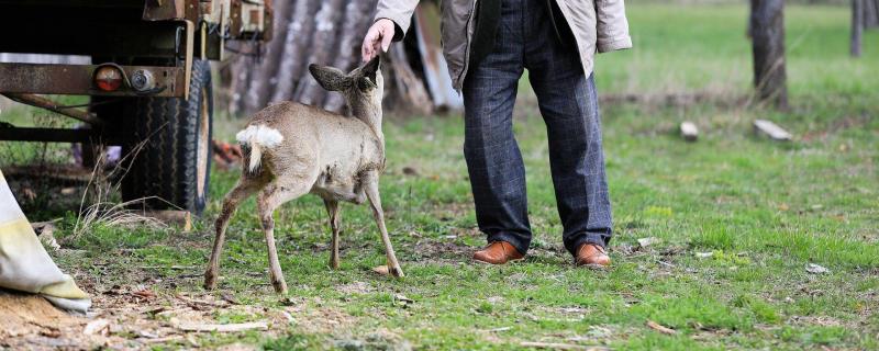 Minden este, ahogyan a nap fénye lassan eltűnik, egy őz érkezik a családi nappaliba, hogy álomba szenderüljön. Puha, meleg bundájával a kanapén helyezkedik el, mintha csak a lakás egyik tagja lenne. Csendesen pihen, miközben a család körülötte mesél, neve