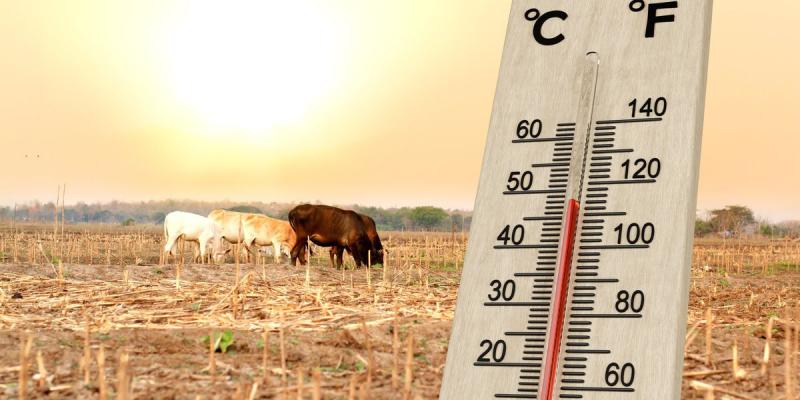 A természet saját meteorológusai: 5 lenyűgöző állat, amelyek képesek megjósolni az időjárás változásait

A természet világában számos élőlény különleges képességekkel rendelkezik, amelyek lehetővé teszik számukra, hogy érzékeljék a környezeti változásokat