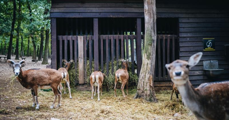 Fél évszázados elkötelezettség az állatok védelmében - Fedezd fel a Budakeszi Vadaspark csodáit!